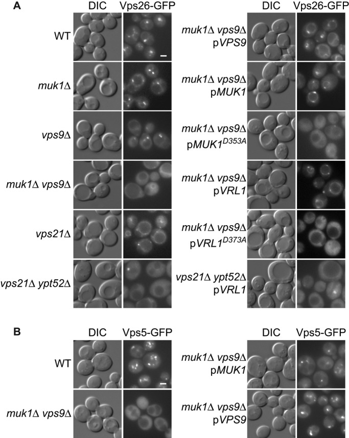 FIGURE 5: