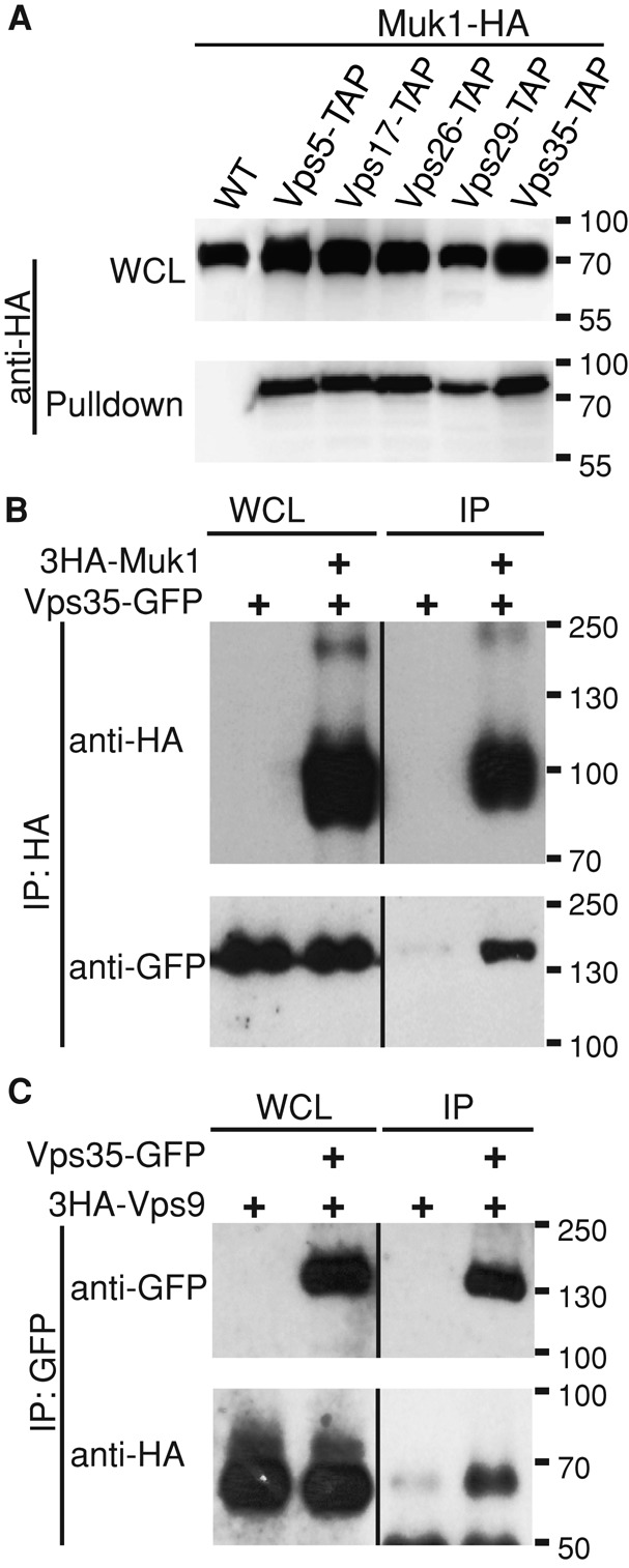 FIGURE 1: