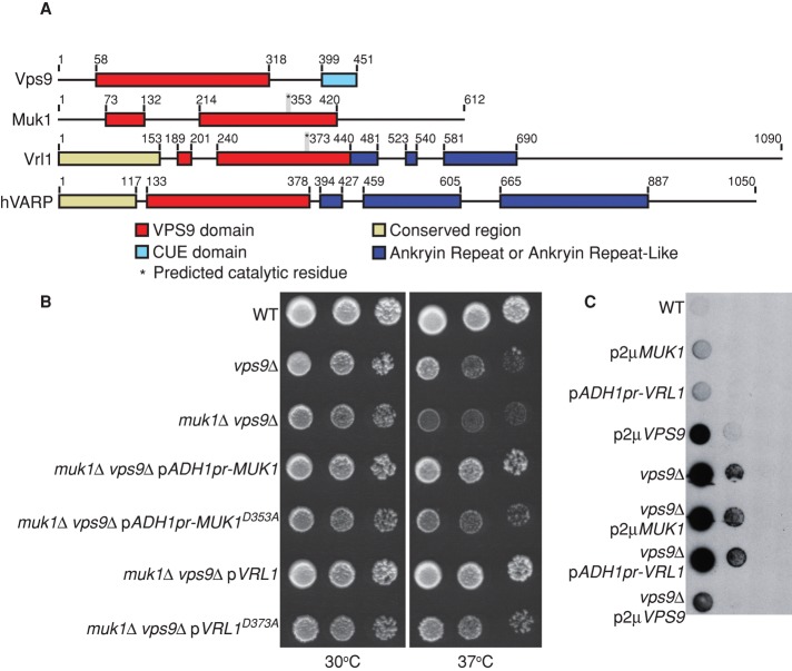 FIGURE 2: