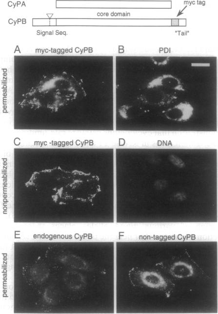 graphic file with name pnas01131-0464-a.jpg