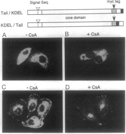 graphic file with name pnas01131-0466-a.jpg