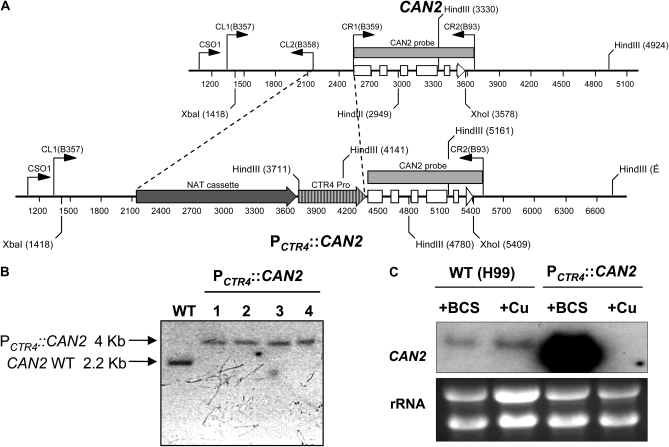 Figure 1.—