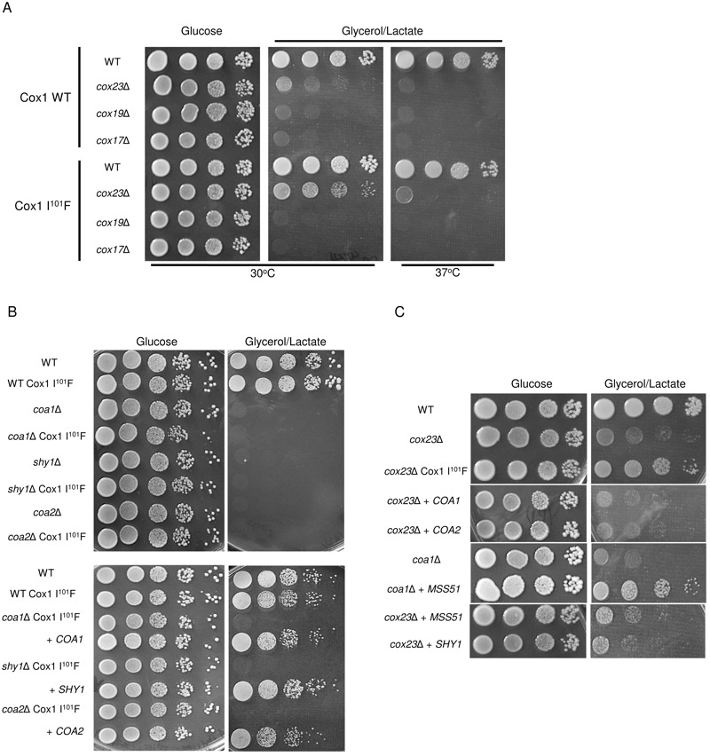 Figure 5