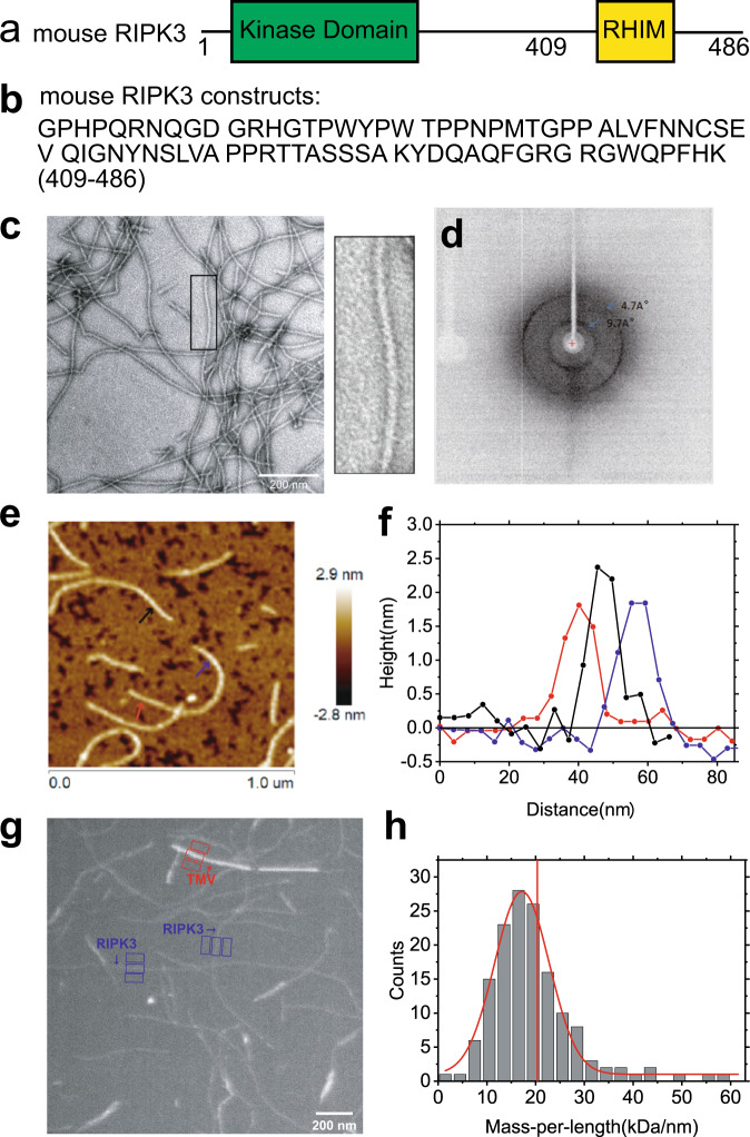 Fig. 2