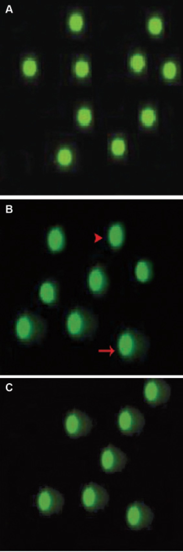 Fig 5