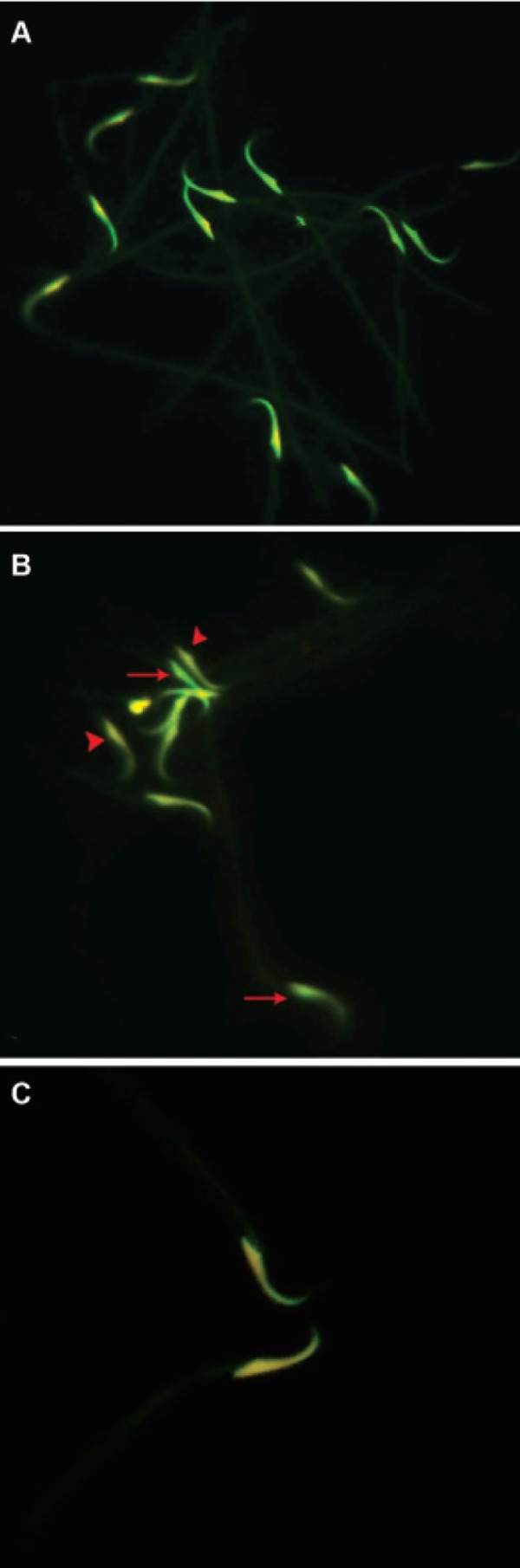 Fig 6