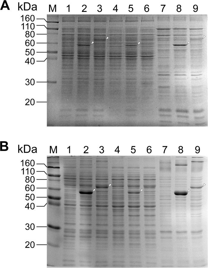 FIG 5