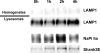 Fig. 10.