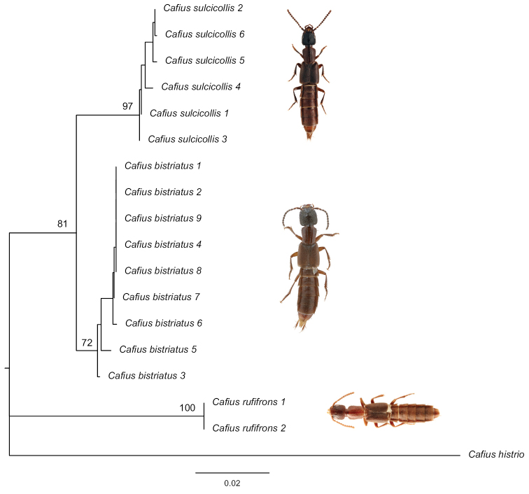 Figure 7.