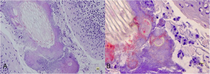 FIG 3: