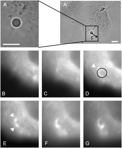 FIGURE 3