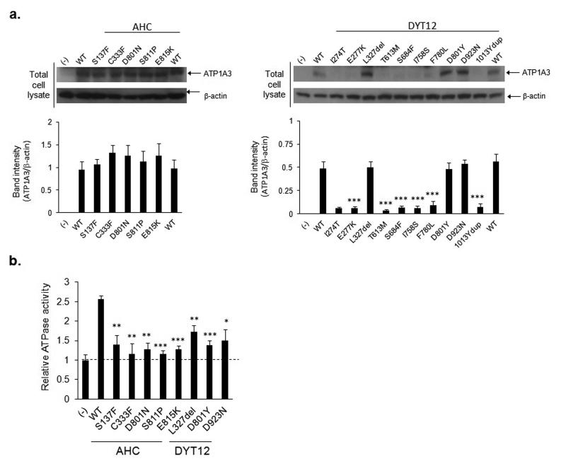 De novo mutations in ATP1A3 cause alternating hemiplegia of childhood - PMC