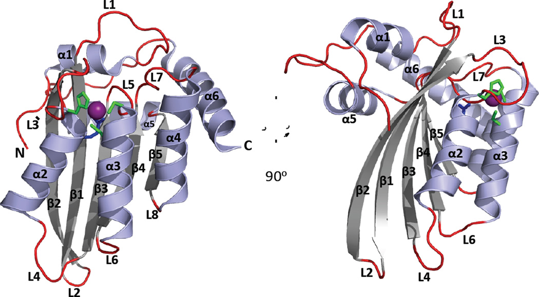 Text Box 4. The APOBEC canonical cytidine deaminase (CDA) fold