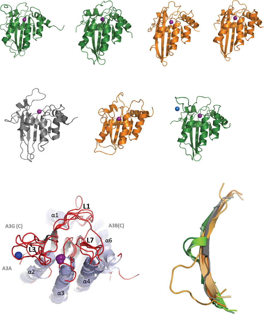 Text Box 4. The APOBEC canonical cytidine deaminase (CDA) fold