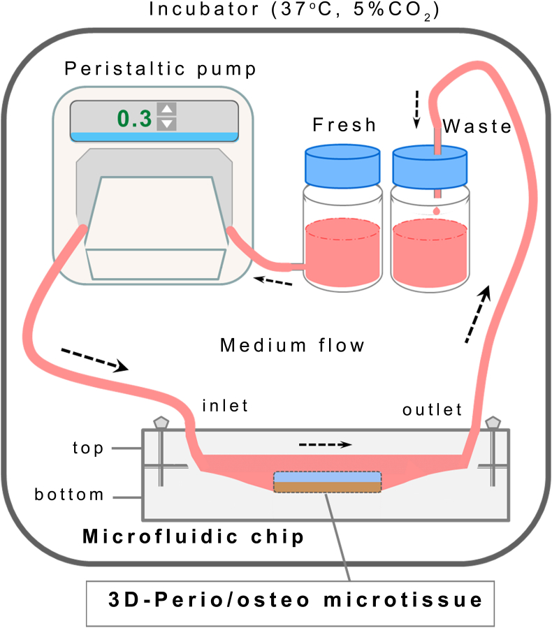 Figure 2