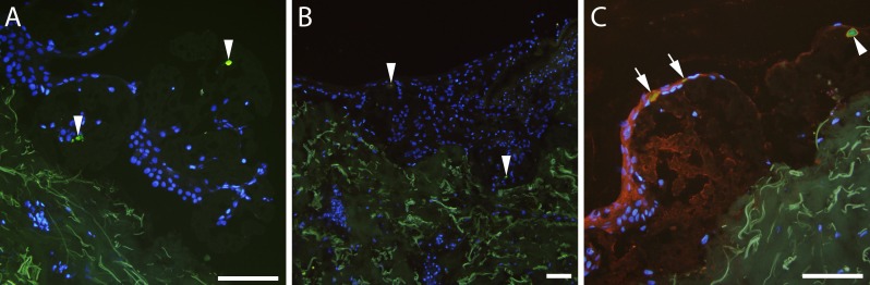 Fig 5