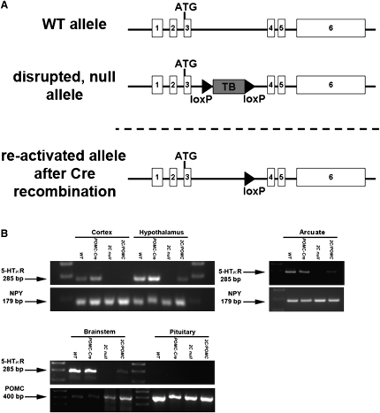 Figure 1