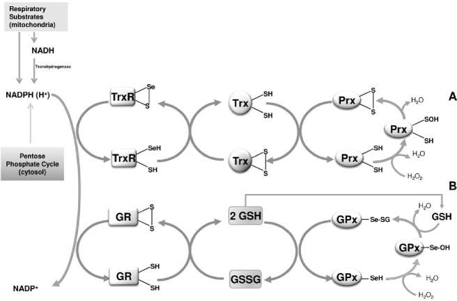 FIG. 2.