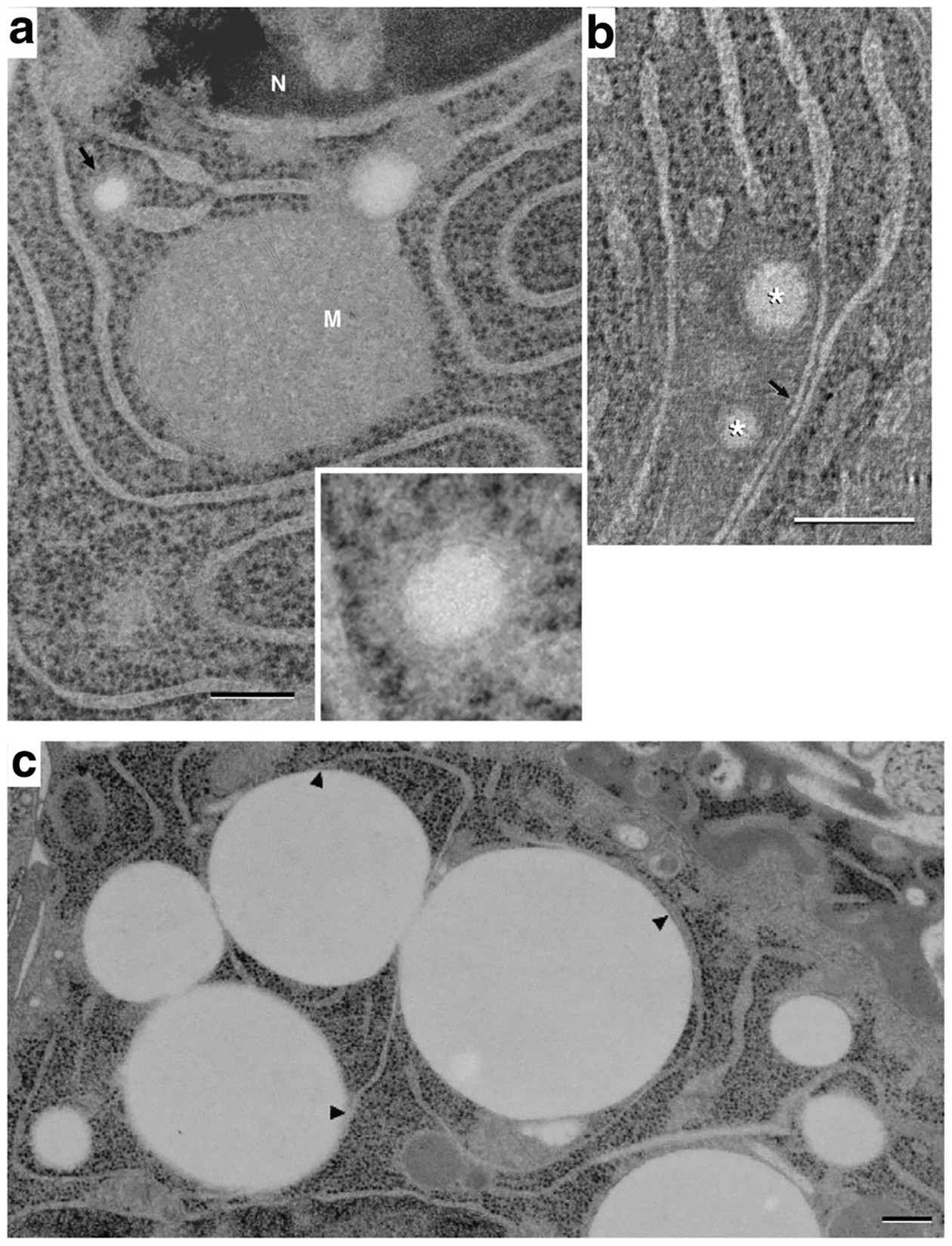 Fig. 5