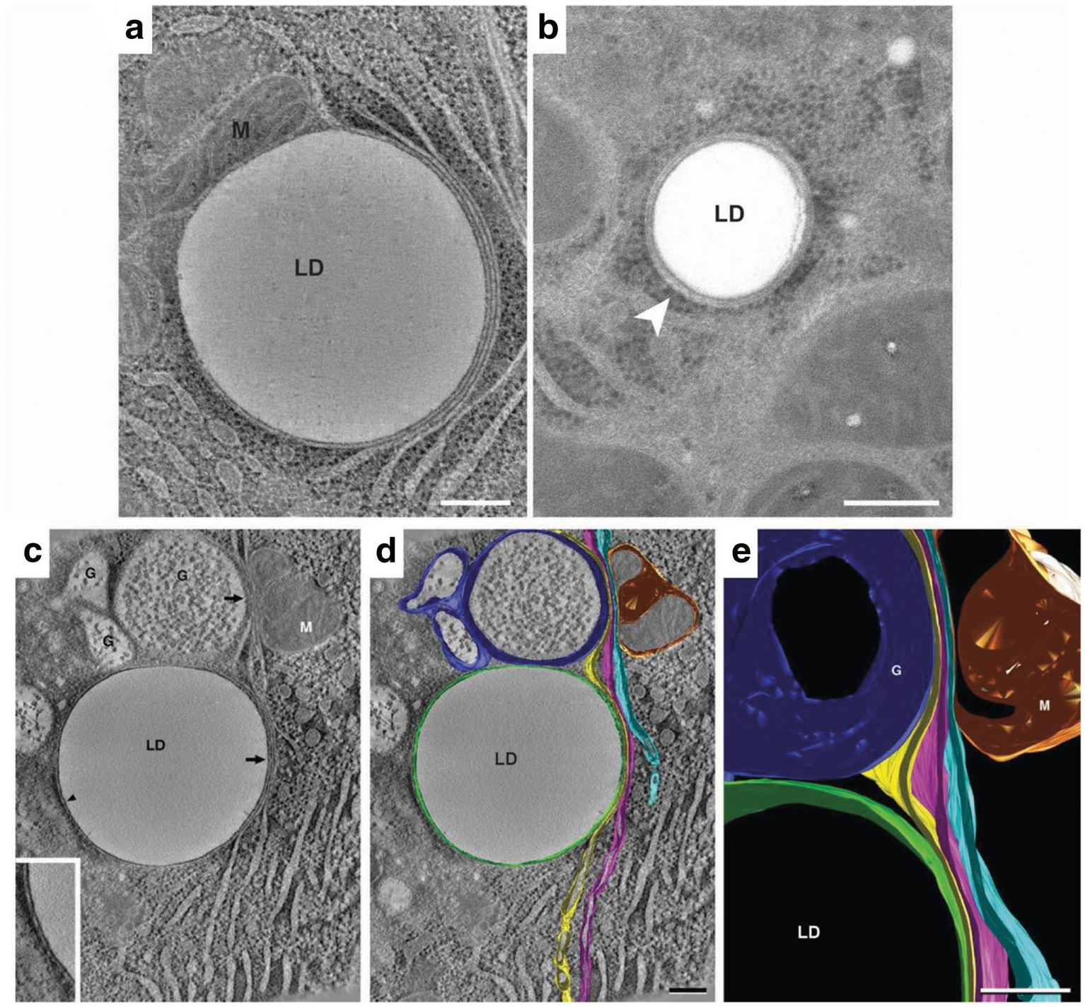 Fig. 2