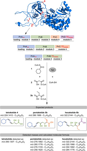 Scheme 2