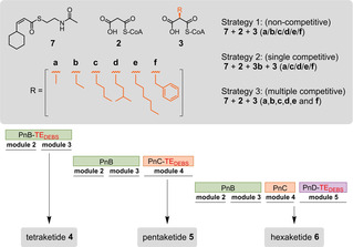 Scheme 3