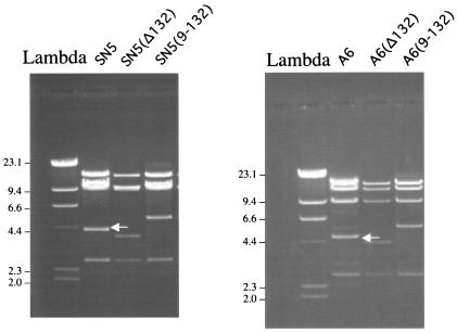 FIG. 3.