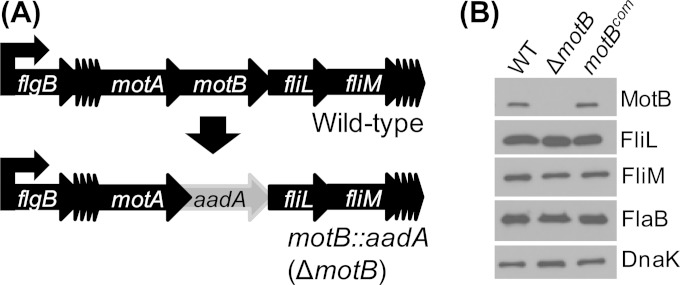 FIG 1