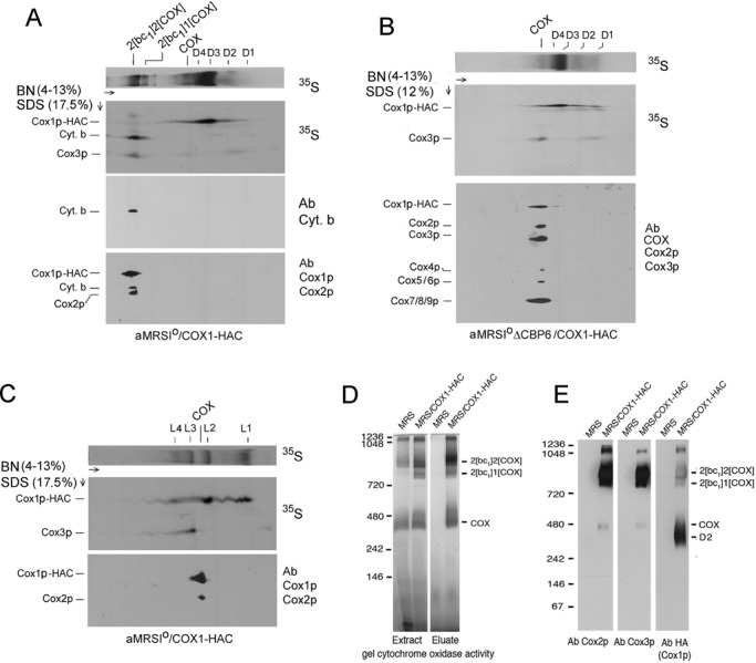 FIGURE 2: