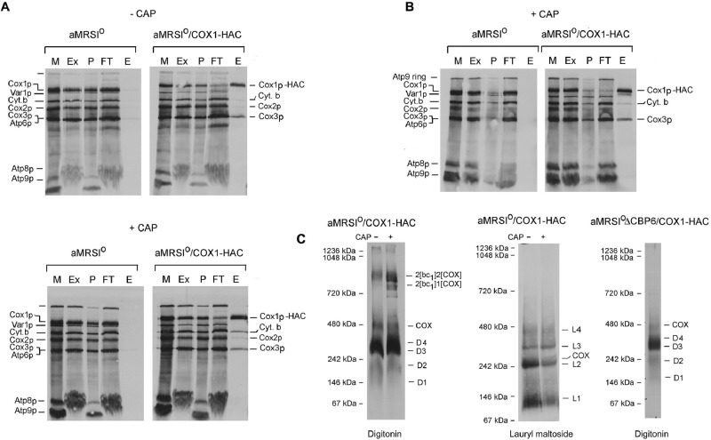 FIGURE 1: