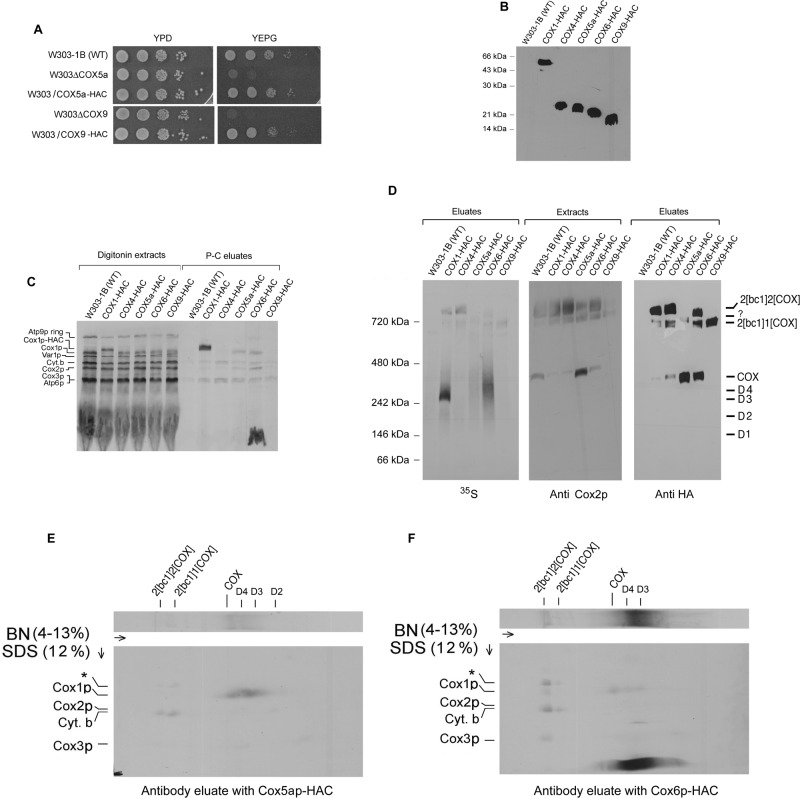 FIGURE 4: