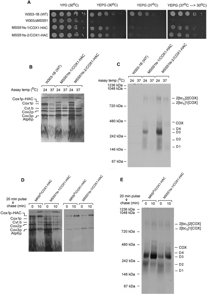 FIGURE 6: