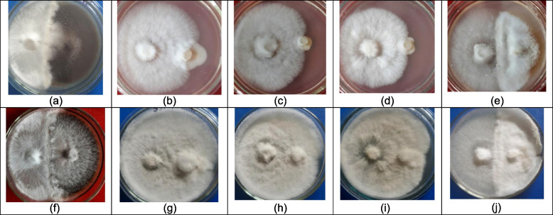 Fig. 6