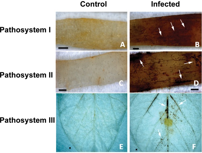 Fig 8