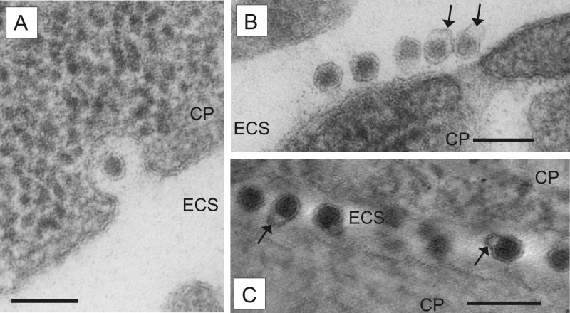 FIG 2