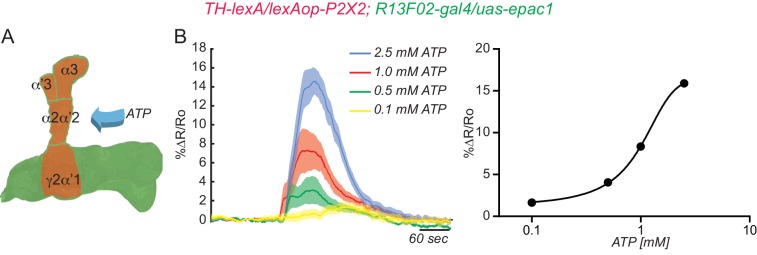 Figure 2—figure supplement 2.