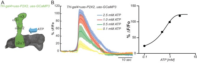 Figure 2—figure supplement 1.