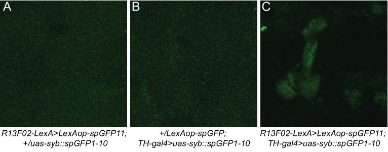 Figure 1—figure supplement 1.