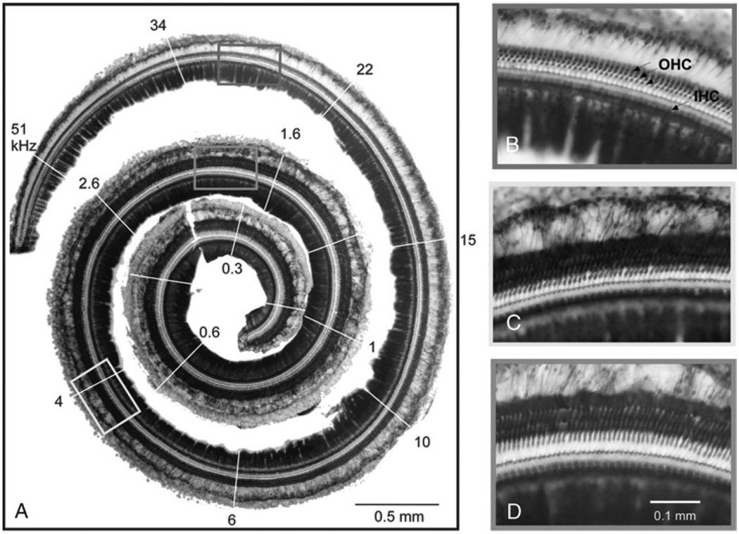 FIG. 1