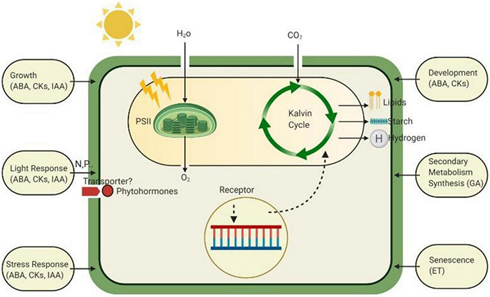 FIGURE 2