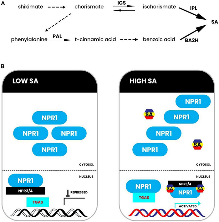 FIGURE 4