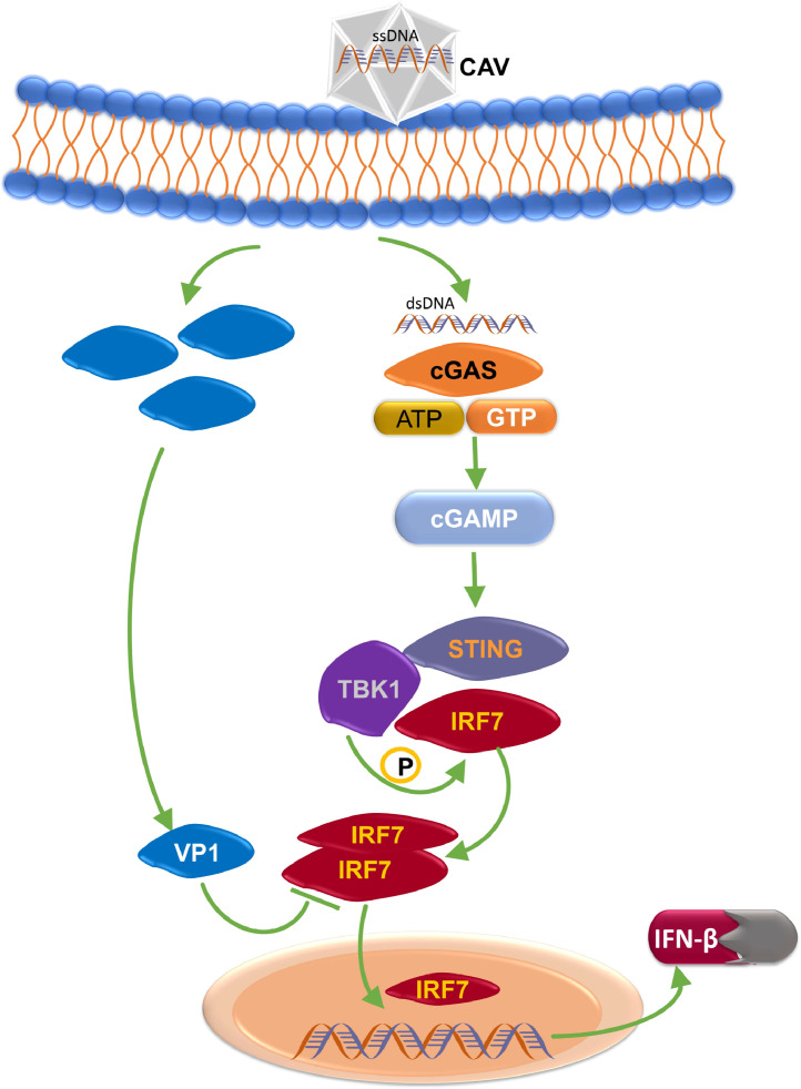 Figure 7