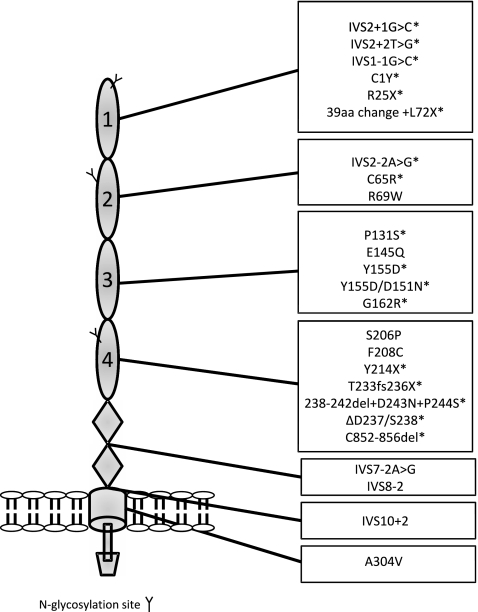 Fig. 3