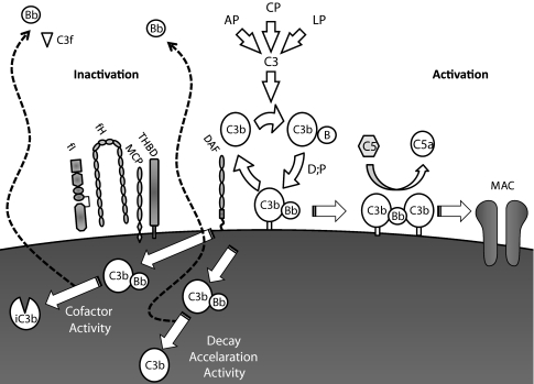 Fig. 1