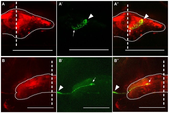 Figure 2