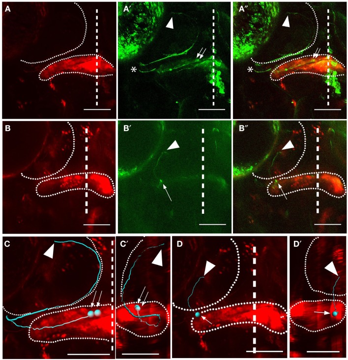 Figure 4