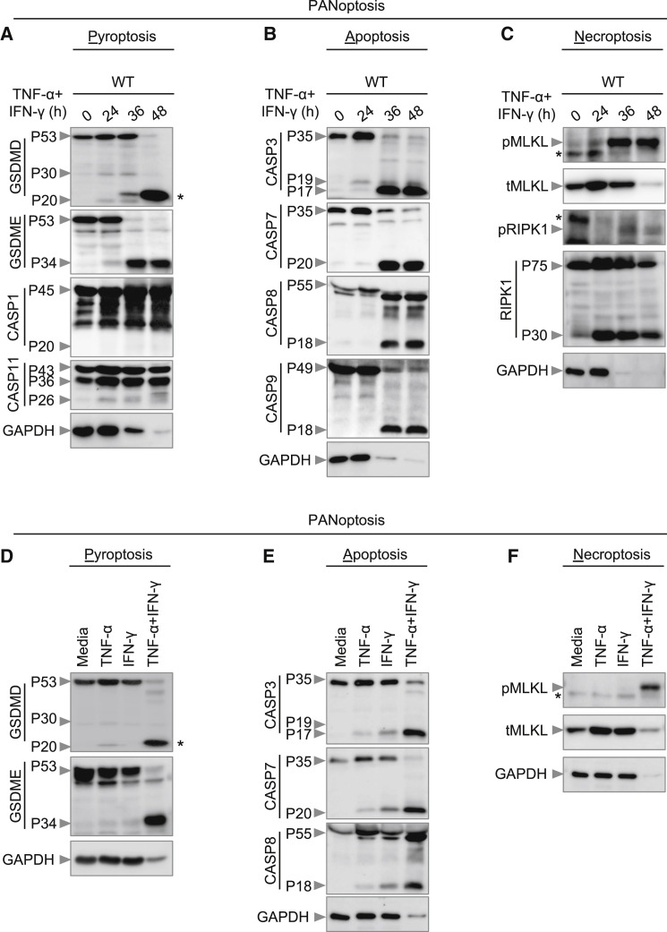 Figure 3