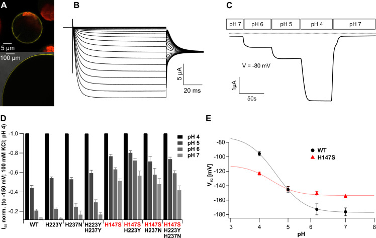 Fig 3