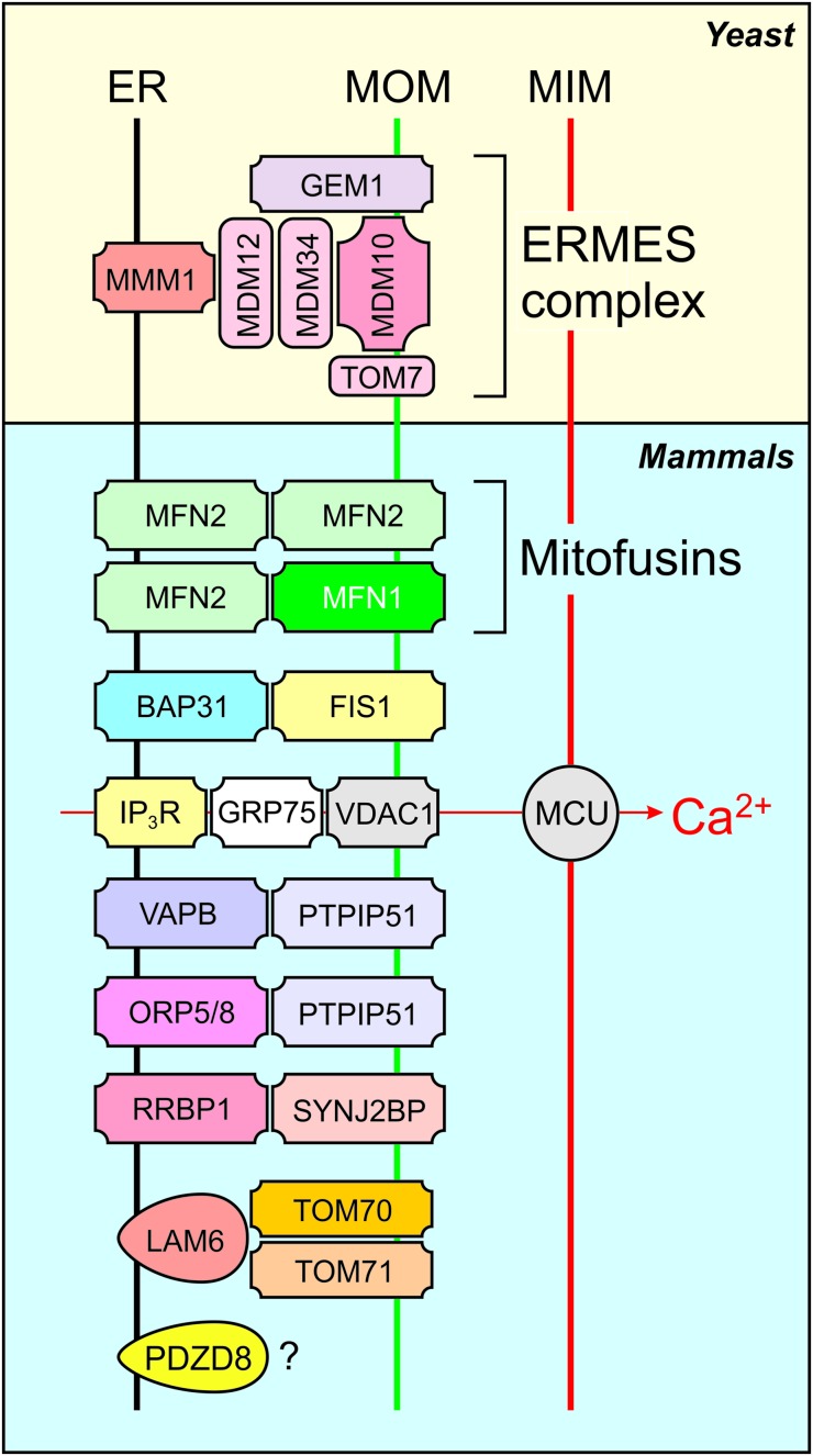 FIG. 2.