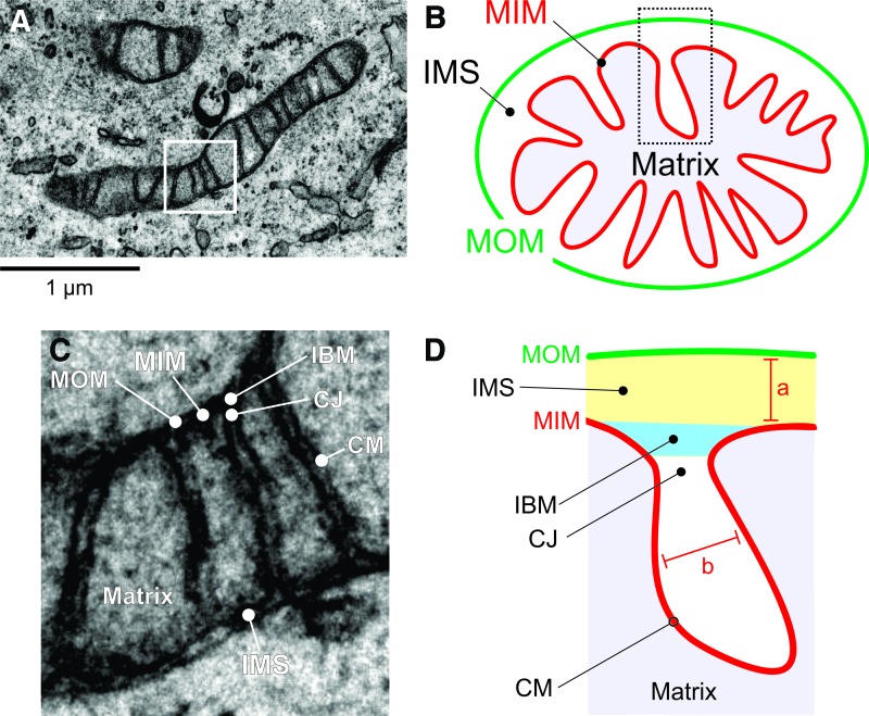 FIG. 3.